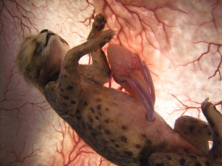 15 fotos incríveis de animais no ventre materno